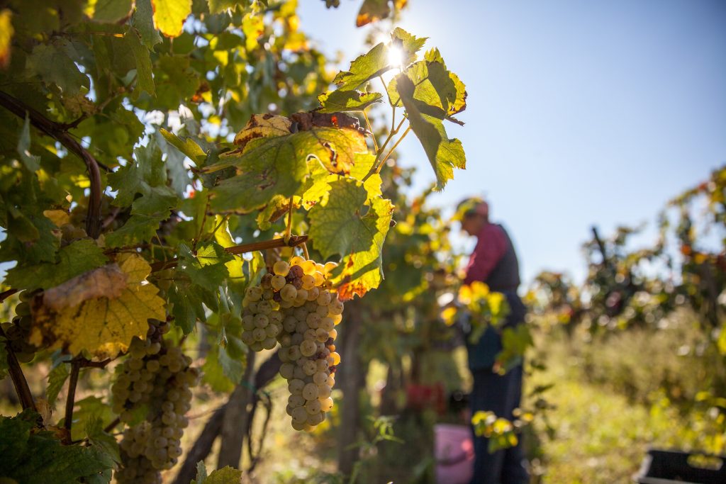 Placas solares viñedos